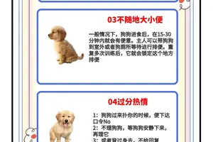 大学篮球犬的训练方法是什么